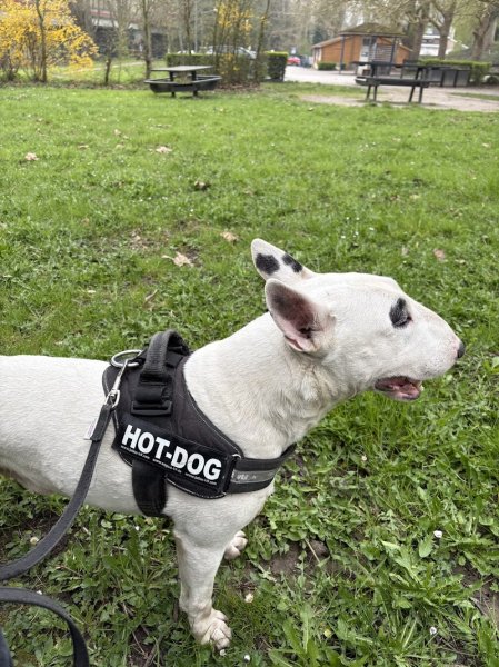 Éduc’dog & Co - photo 3