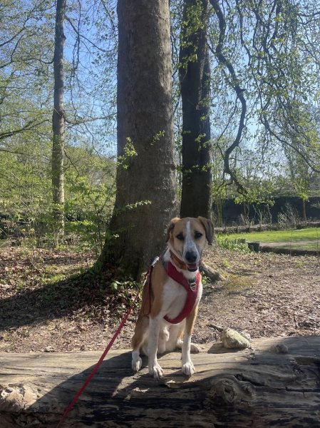 Entre Pawtes - Éducateur comportementaliste canin - photo 2