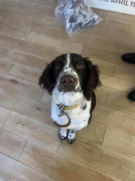 Entre Pawtes - Éducateur comportementaliste canin - photo 3