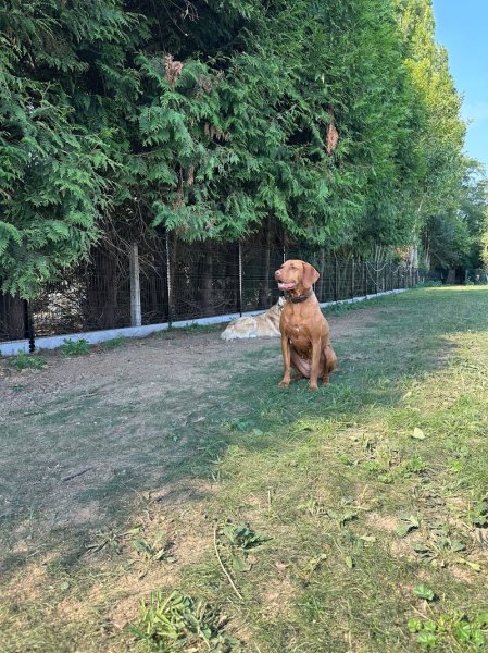 Galaxy Dog Cambrai - Centre de loisirs canin et d'éducation canine