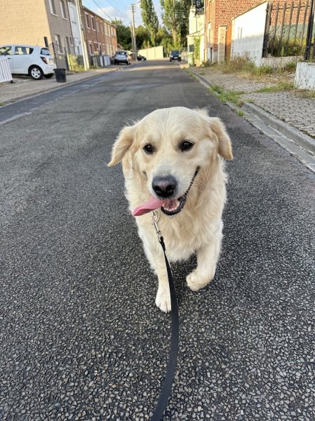 Galaxy Dog Cambrai - Centre de loisirs canin et d'éducation canine - photo 3
