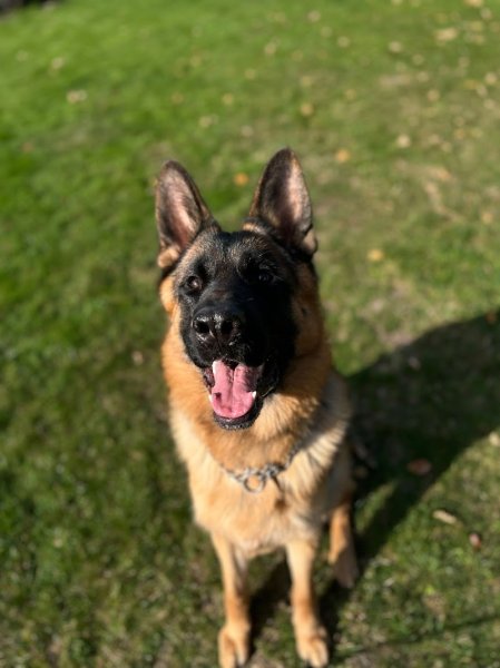 Blondie's Dog and Cat - photo 2