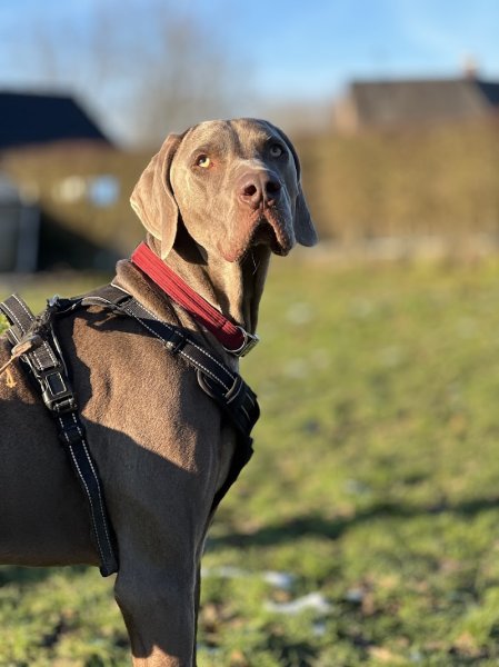 Blondie's Dog and Cat - photo 3