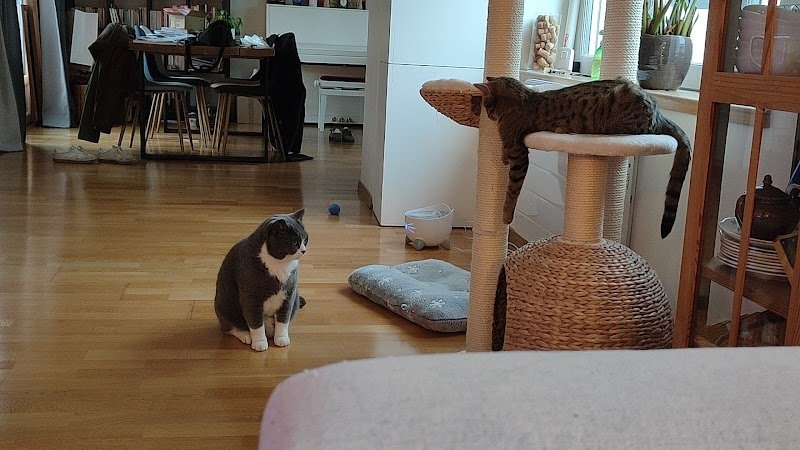 Servane : Bien-être Complice | Comportementaliste équin, canin et félin