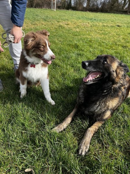 Doggy’Cation – Éducation & Comportement Canin à Loos - photo 1