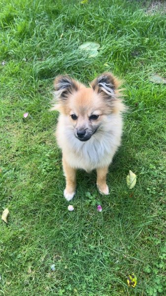 Doggy’Cation – Éducation & Comportement Canin à Loos - photo 3