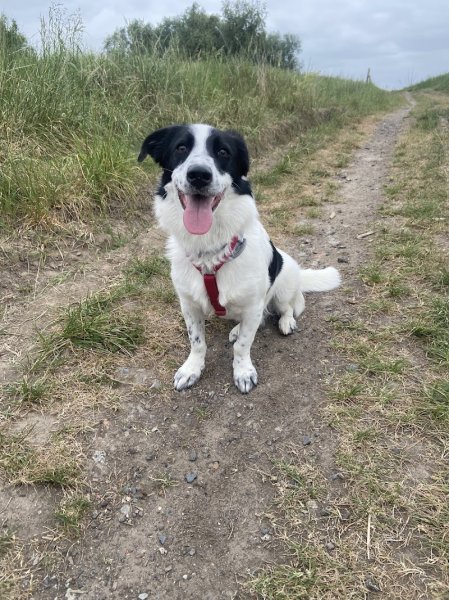 Chez les Truffes - Educateur comportementaliste canin - Garde de chiens - Produit pour chiens en direct - photo 2
