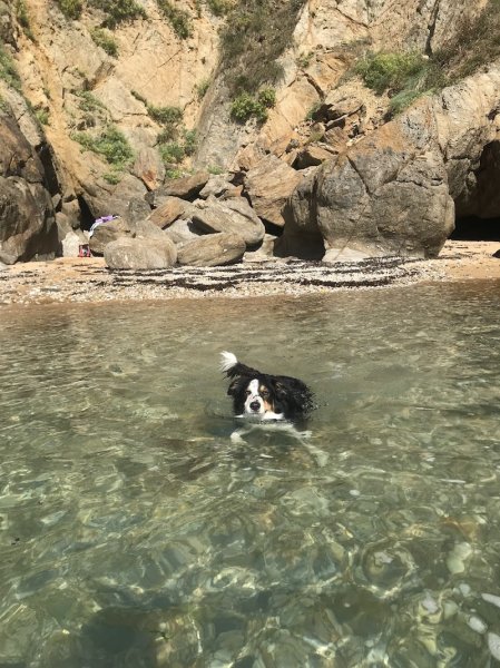 Chez les Truffes - Educateur comportementaliste canin - Garde de chiens - Produit pour chiens en direct - photo 3