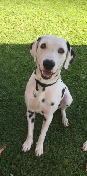 Au bon geste canin – Éducateur et Comportementaliste Canin – Merville et alentours - photo 2