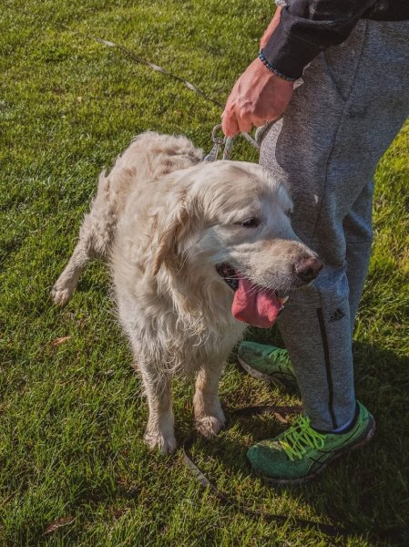 Au bon geste canin – Éducateur et Comportementaliste Canin – Merville et alentours - photo 3