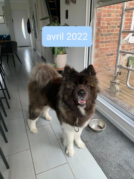 L'atelier Canin - photo 2