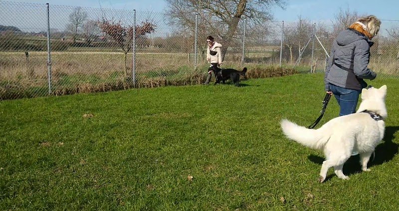 A2C Apprentissage et Comportement du Chien - photo 2