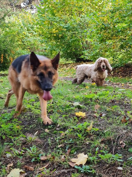 Cindy VENTRELLA / kitty Dog et Compagnie sur Mons en Baroeul - photo 1