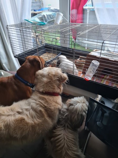 Cindy VENTRELLA / kitty Dog et Compagnie sur Mons en Baroeul - photo 2