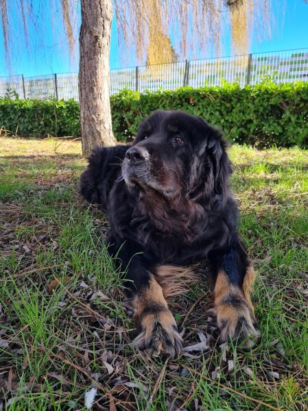 Cindy VENTRELLA / kitty Dog et Compagnie sur Mons en Baroeul - photo 3