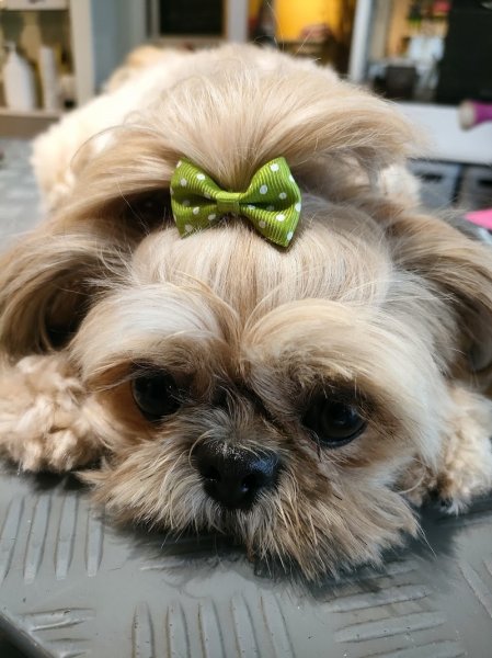 Dog SigNature - photo 2