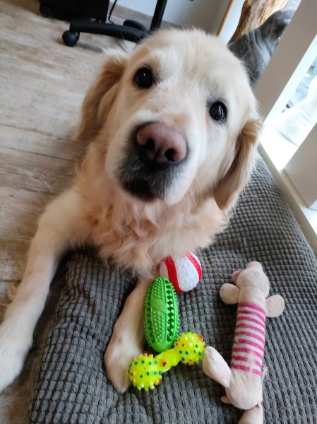 Dog SigNature - photo 3