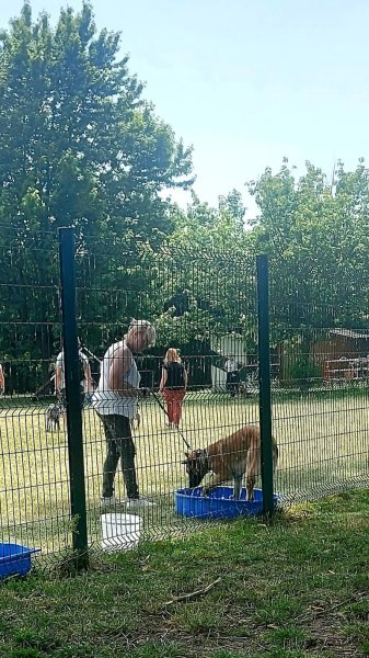 Club Cynophile Les Vengeurs - photo 2