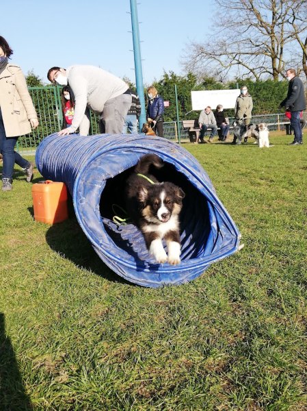 Club Cynophile Les Vengeurs - photo 3