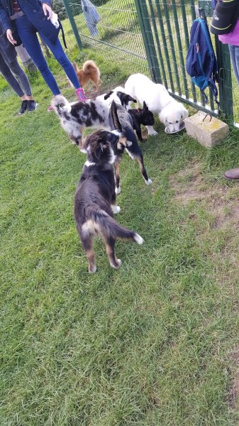 Club Canin de Mastaing - photo 1