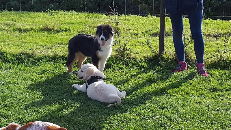 Club Canin de Mastaing - photo 2