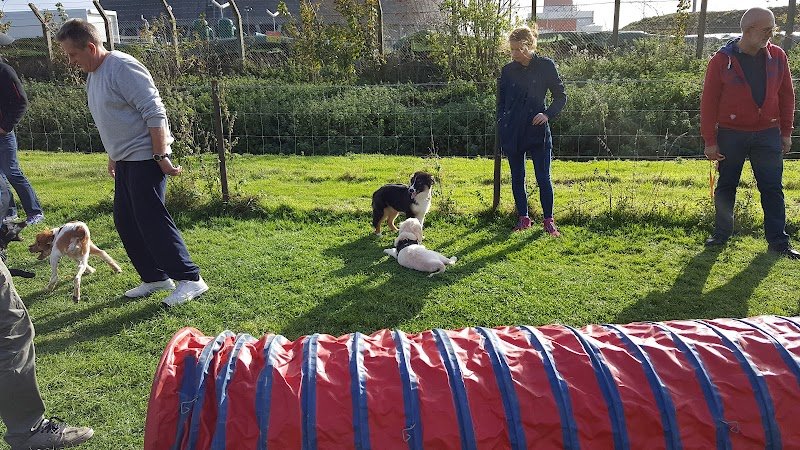 Club Canin de Mastaing - photo 3