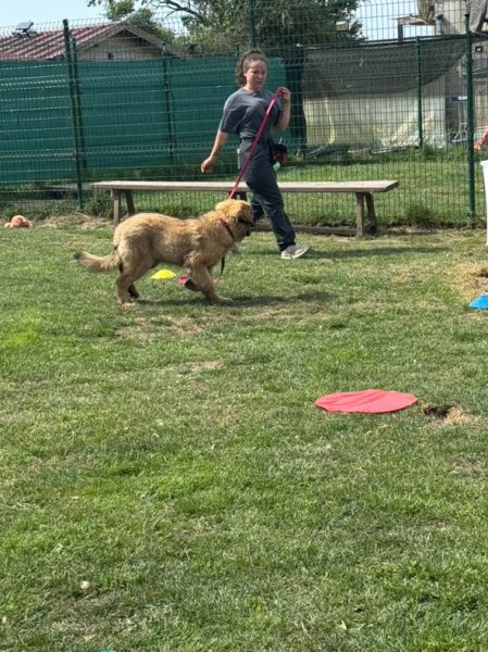 From Raven’s dreams - Education canine & élevage Eurasier - photo 2