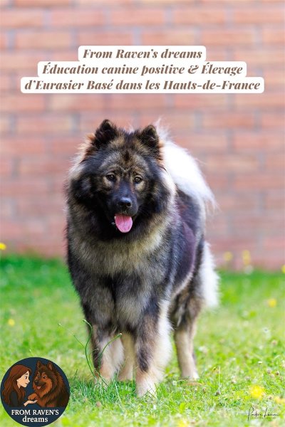From Raven’s dreams - Education canine & élevage Eurasier - photo 3