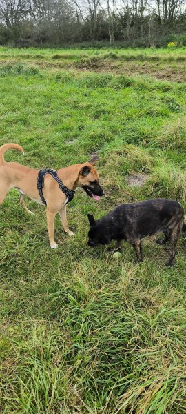 Lindsay Vandenbosch - éducateur comportementaliste canin