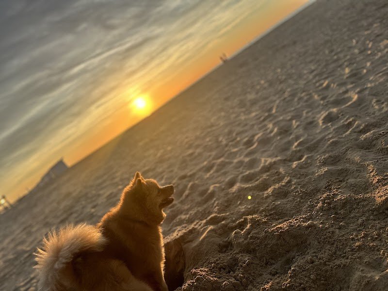 Lindsay Vandenbosch - éducateur comportementaliste canin - photo 3