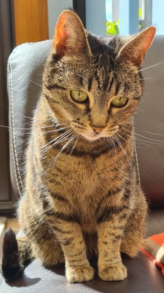 CATS HOME 59 - Ilona - petsitter (garde d'animaux) & comportementaliste félin : Ronchin, Lille, Fâches Thumesnil + 8 km. - photo 2