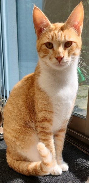 CATS HOME 59 - Ilona - petsitter (garde d'animaux) & comportementaliste félin : Ronchin, Lille, Fâches Thumesnil + 8 km. - photo 3