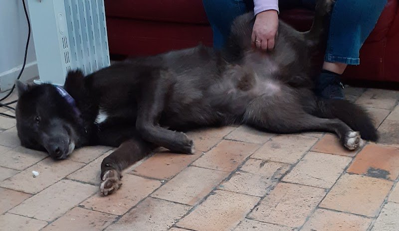 Inuitement Dog - photo 1