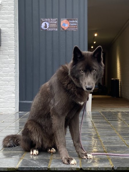 Inuitement Dog - photo 2