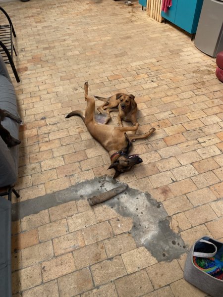 Inuitement Dog - photo 3