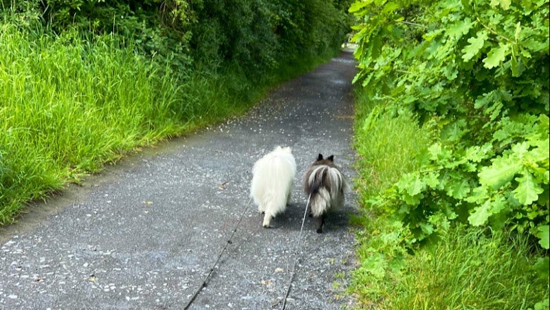 Quat'Pattes - Education canine bienveillante - photo 1