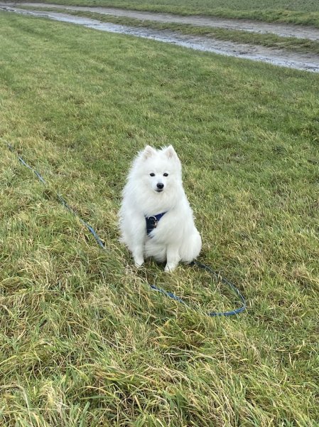 Quat'Pattes - Education canine bienveillante - photo 3