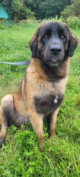 K'nidog - Éducateur Comportementaliste Canin - photo 2