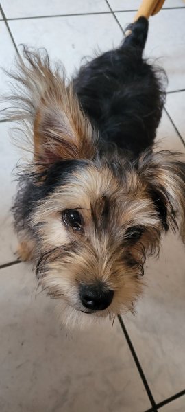 K'nidog - Éducateur Comportementaliste Canin - photo 3