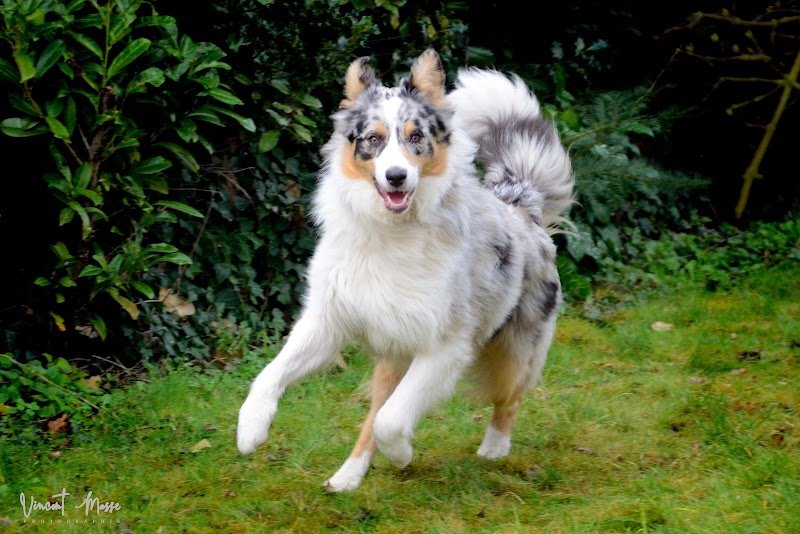 Dog S cool - photo 1