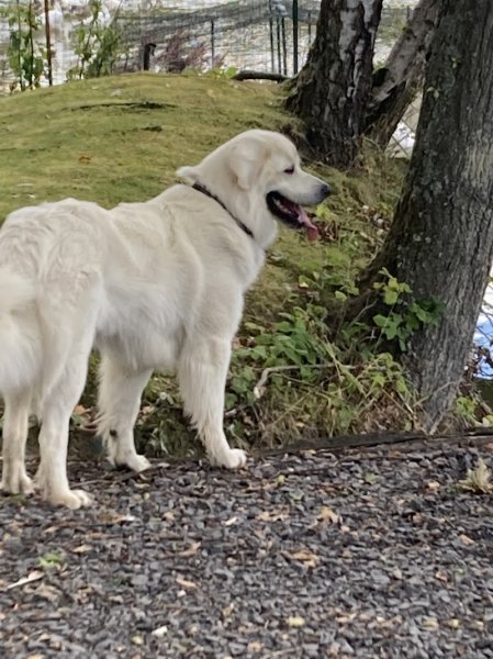 Dog S cool - photo 2