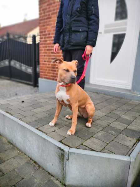 Dog S cool - photo 3