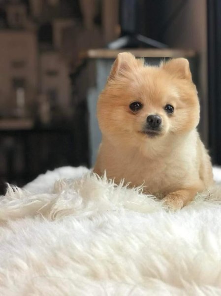 Domi' Style Canin - photo 2