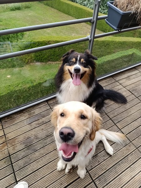 Lilyknine - Éducateur comportementaliste canin - photo 2