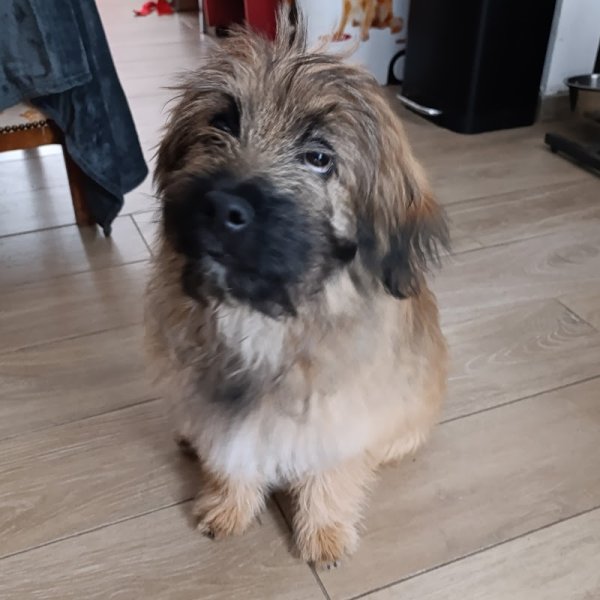 Lilyknine - Éducateur comportementaliste canin - photo 3