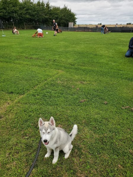 Club Canin d'Emmerin - photo 3