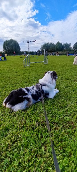 Club d'Education et d'Activités Canines de Wavrin - photo 2