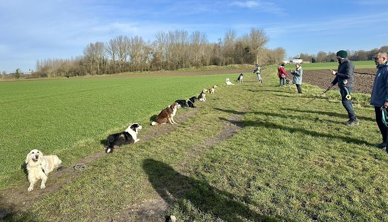Main de Maître - Audrey Dulieux - Éducateur canin & Comportementaliste - Naturopathe animalier - photo 2