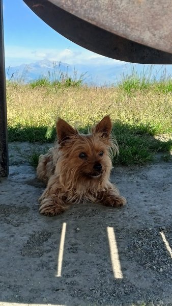 Clean Canin - photo 3