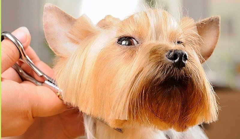 L ALLIANCE CANINE - photo 1